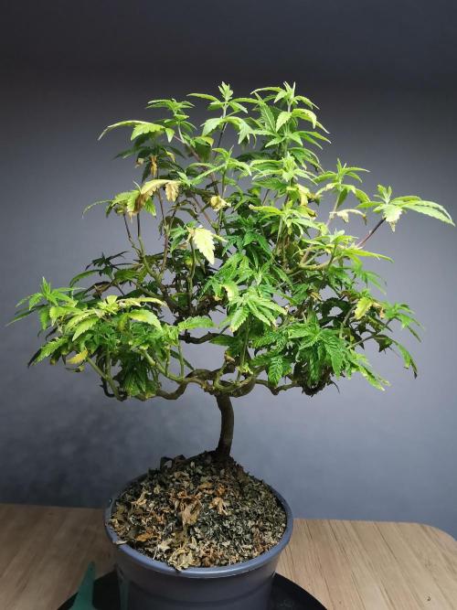 Tropical Spritzer 1 /FC-E4800 /90x60x140. Week 18