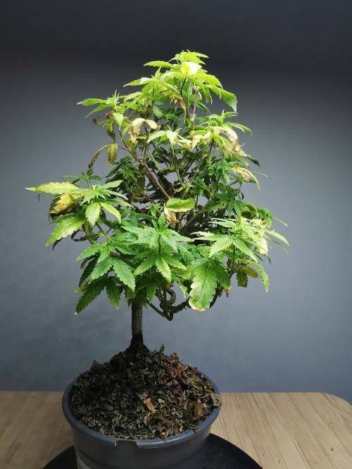 Tropical Spritzer 1 /FC-E4800 /90x60x140. Week 18