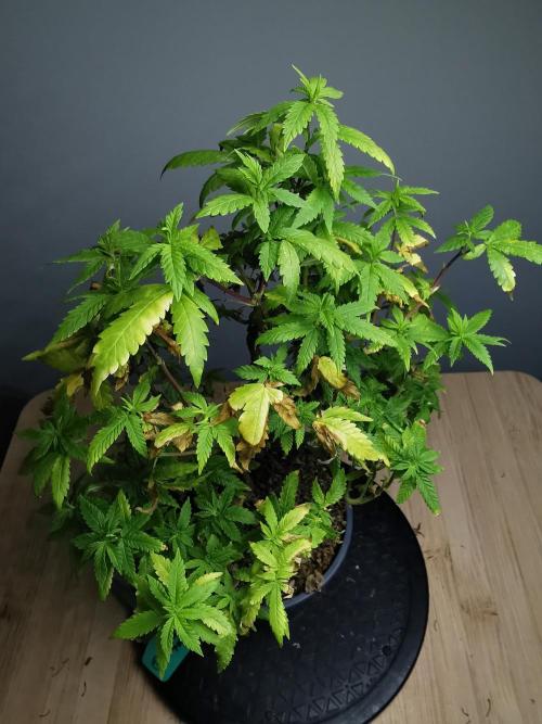 Tropical Spritzer 1 /FC-E4800 /90x60x140. Week 18