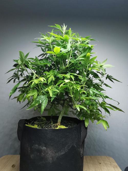 Frappe Late Z  1 / FC-E4800 / 90x60x140. Week 18