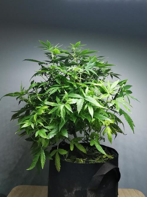 Frappe Late Z  1 / FC-E4800 / 90x60x140. Week 18