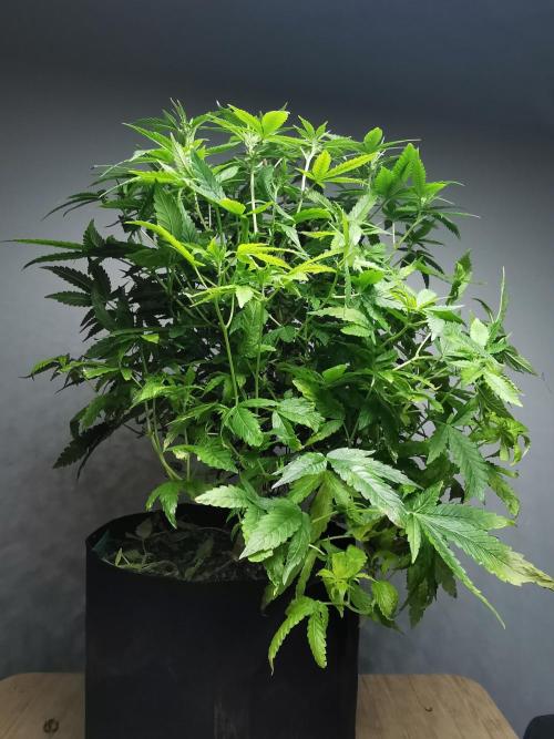 Frappe Late Z  1 / FC-E4800 / 90x60x140. Week 18