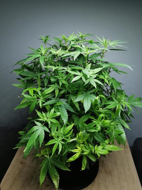 Frappe Late Z  1 / FC-E4800 / 90x60x140. Week 18