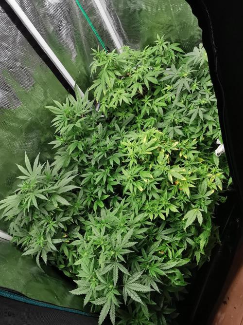 Frappe Late Z  1 / FC-E4800 / 90x60x140. Week 18