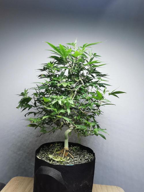 Frappe Late Z  2 / FC-E4800 / 90x60x140. Week 18