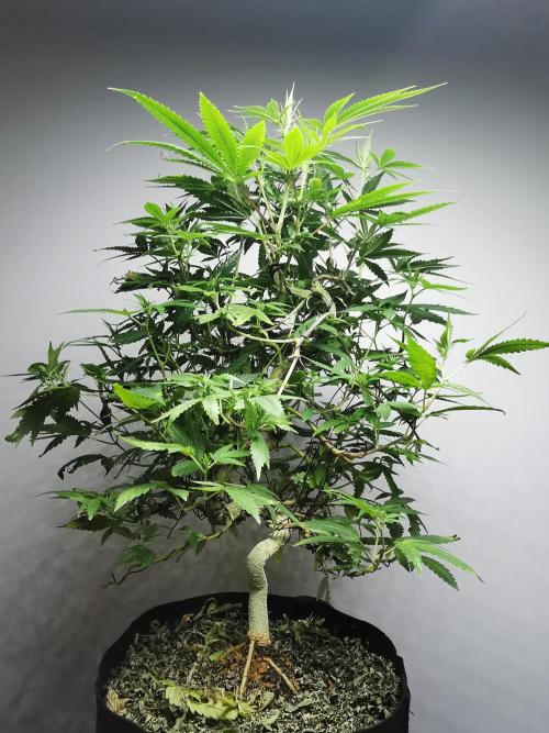 Frappe Late Z  2 / FC-E4800 / 90x60x140. Week 18