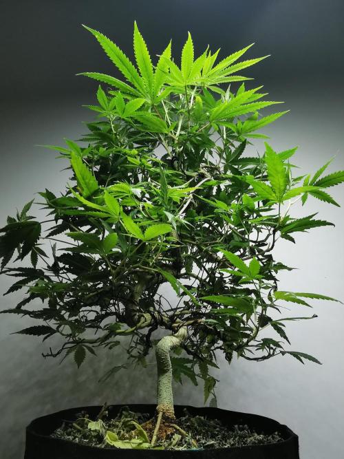Frappe Late Z  2 / FC-E4800 / 90x60x140. Week 18