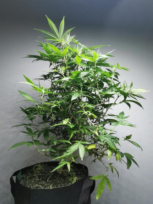 Frappe Late Z  2 / FC-E4800 / 90x60x140. Week 18