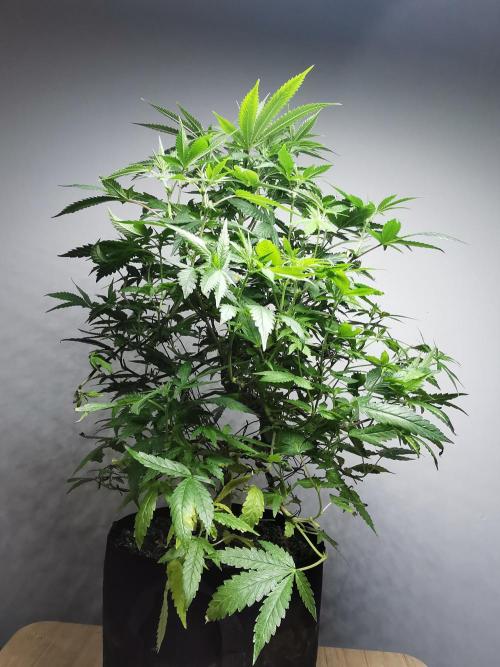 Frappe Late Z  2 / FC-E4800 / 90x60x140. Week 18