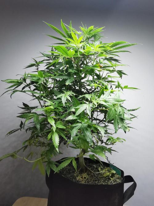 Frappe Late Z  2 / FC-E4800 / 90x60x140. Week 18