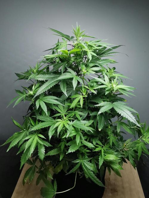 Frappe Late Z  2 / FC-E4800 / 90x60x140. Week 18