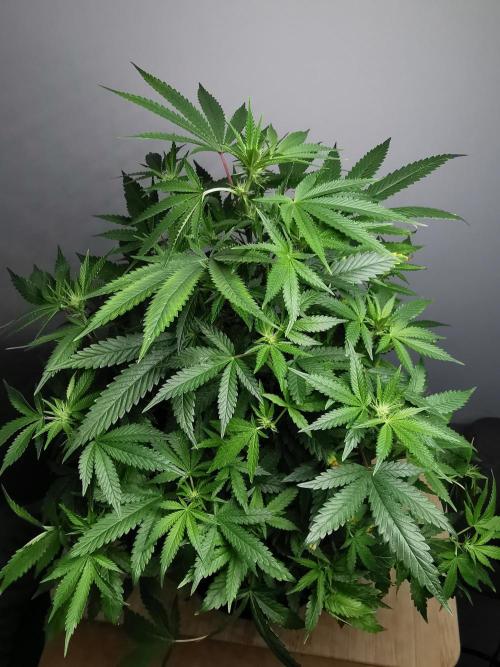 Frappe Late Z  2 / FC-E4800 / 90x60x140. Week 18