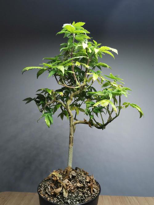 Frappe Late Z  3 / FC-E4800 /90x60x140. Week 18