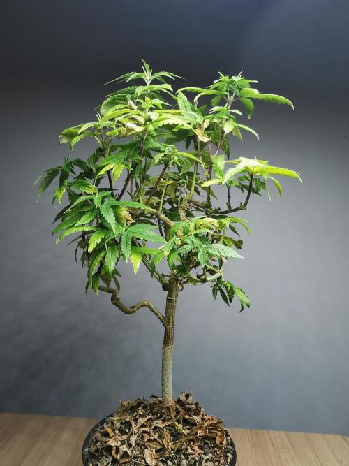Frappe Late Z  3 / FC-E4800 /90x60x140. Week 18