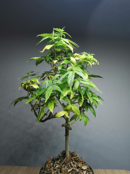 Frappe Late Z  3 / FC-E4800 /90x60x140. Week 18