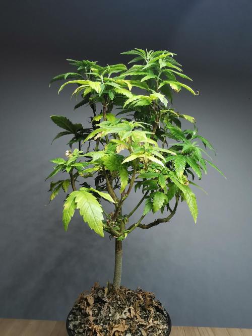 Frappe Late Z  3 / FC-E4800 /90x60x140. Week 18
