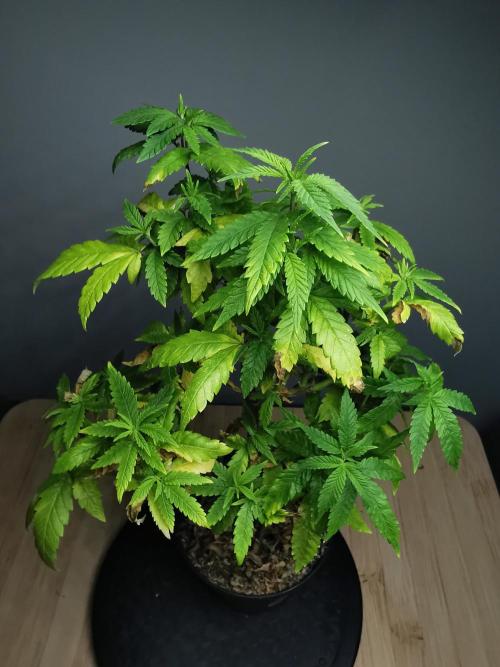 Frappe Late Z  3 / FC-E4800 /90x60x140. Week 18