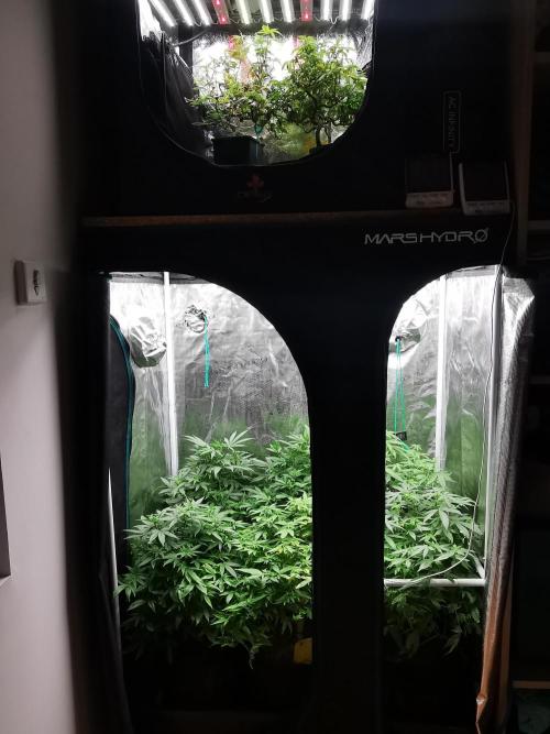 Frappe Late Z  3 / FC-E4800 /90x60x140. Week 18