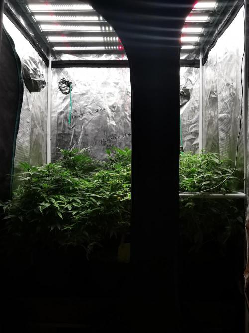 Frappe Late Z  3 / FC-E4800 /90x60x140. Week 18