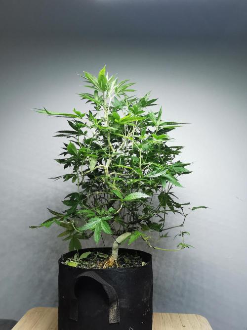 Frappe Late Z  4 / FC-E4800 / 90x60x140. Week 18