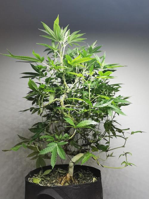 Frappe Late Z  4 / FC-E4800 / 90x60x140. Week 18