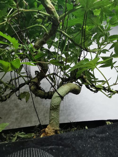 Frappe Late Z  4 / FC-E4800 / 90x60x140. Week 18