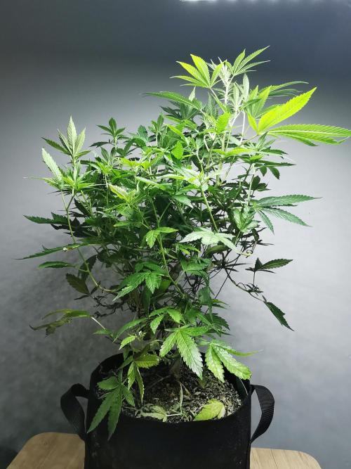 Frappe Late Z  4 / FC-E4800 / 90x60x140. Week 18