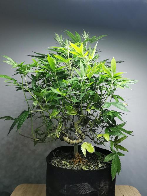 Frappe Late Z  4 / FC-E4800 / 90x60x140. Week 18