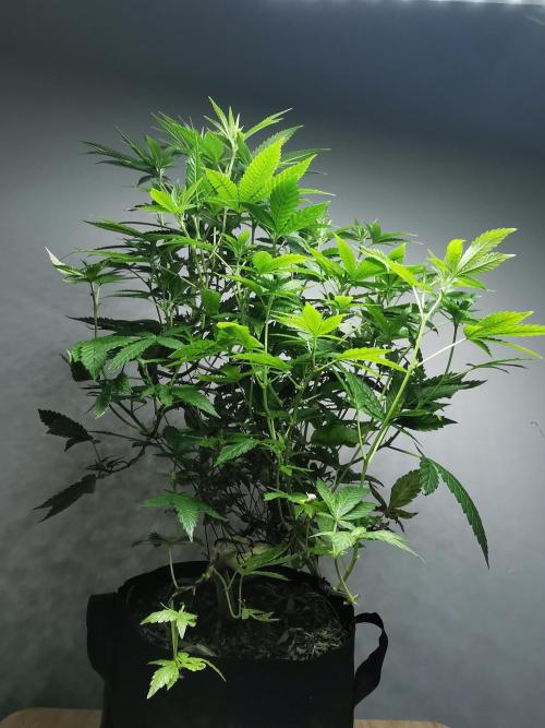 Frappe Late Z  4 / FC-E4800 / 90x60x140. Week 18