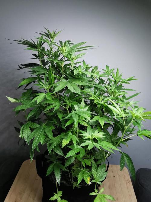 Frappe Late Z  4 / FC-E4800 / 90x60x140. Week 18