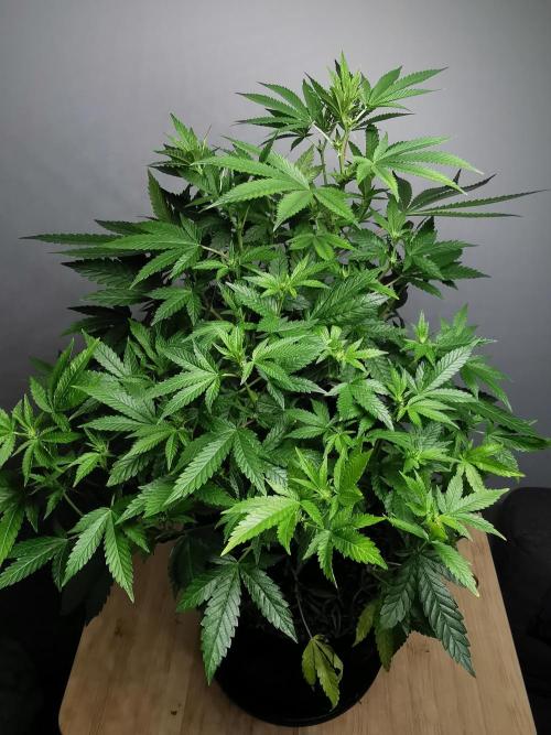 Frappe Late Z  4 / FC-E4800 / 90x60x140. Week 18
