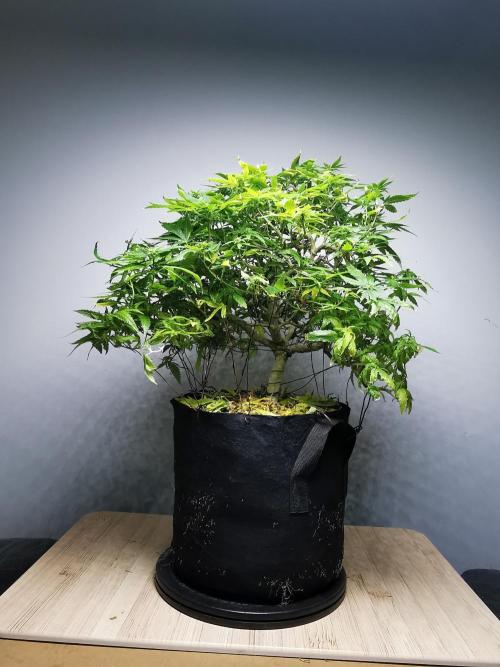 Creamy Beast Turbo. Week 19