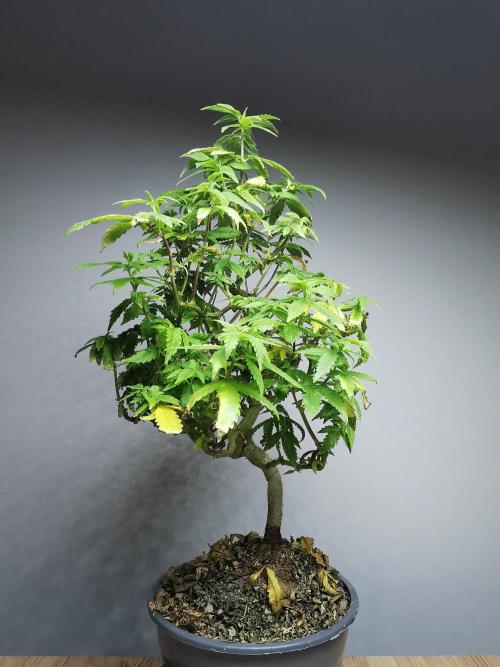 Tropical Spritzer 1 /FC-E4800 /90x60x140. Week 19
