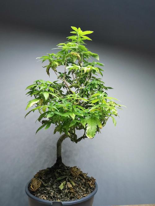 Tropical Spritzer 1 /FC-E4800 /90x60x140. Week 19