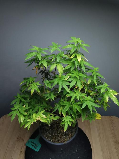 Tropical Spritzer 1 /FC-E4800 /90x60x140. Week 19