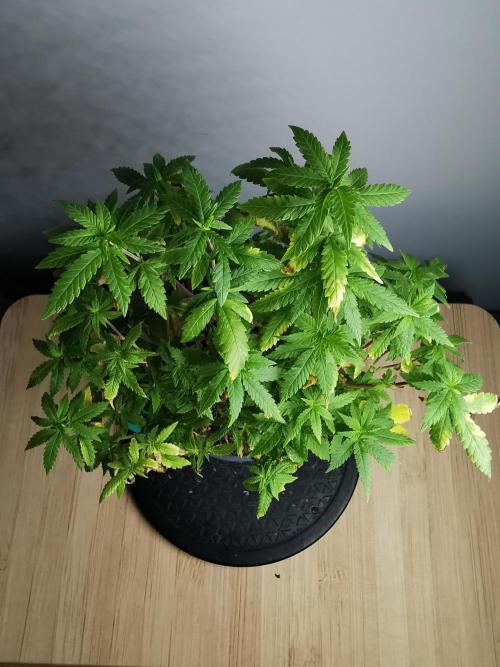 Tropical Spritzer 1 /FC-E4800 /90x60x140. Week 19