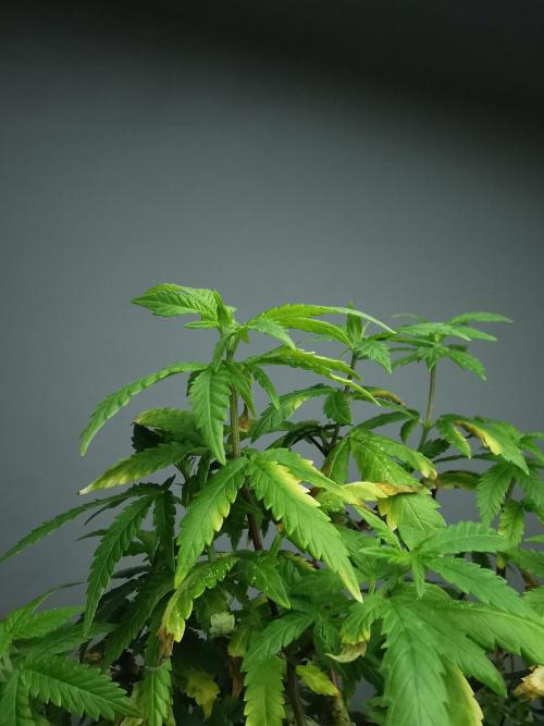 Tropical Spritzer 1 /FC-E4800 /90x60x140. Week 19