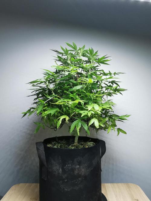 Frappe Late Z  1 / FC-E4800 / 90x60x140. Week 19