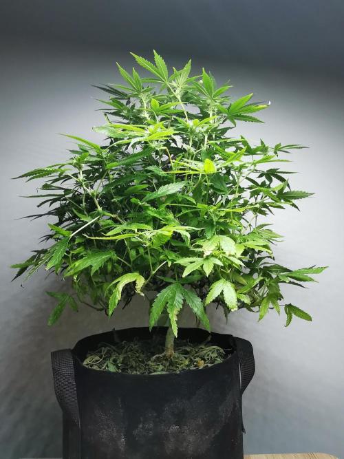 Frappe Late Z  1 / FC-E4800 / 90x60x140. Week 19