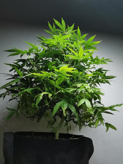 Frappe Late Z  1 / FC-E4800 / 90x60x140. Week 19