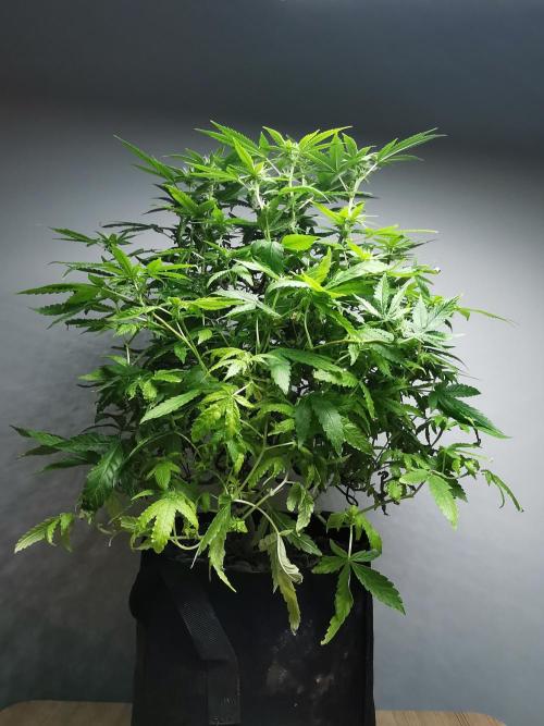 Frappe Late Z  1 / FC-E4800 / 90x60x140. Week 19