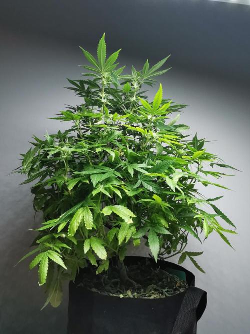 Frappe Late Z  1 / FC-E4800 / 90x60x140. Week 19