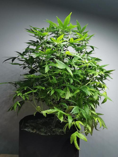 Frappe Late Z  1 / FC-E4800 / 90x60x140. Week 19