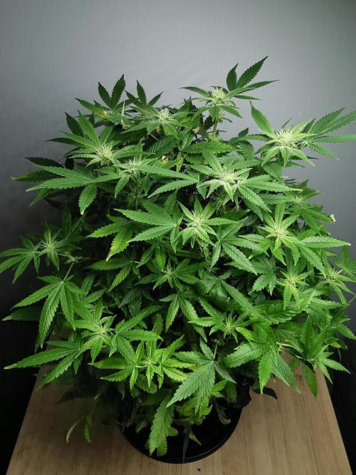 Frappe Late Z  1 / FC-E4800 / 90x60x140. Week 19