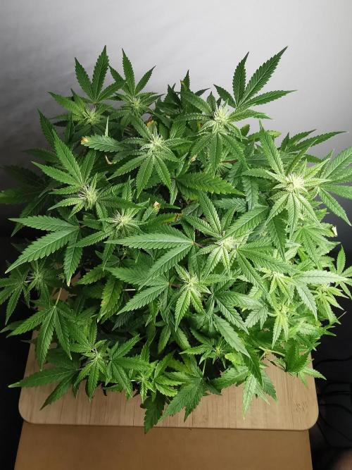 Frappe Late Z  1 / FC-E4800 / 90x60x140. Week 19