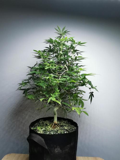 Frappe Late Z  2 / FC-E4800 / 90x60x140. Week 19