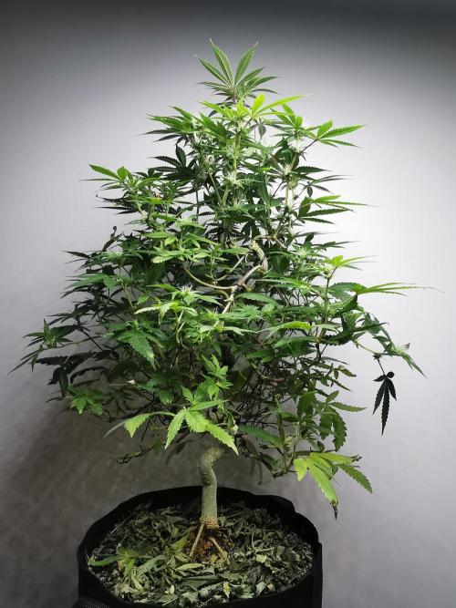 Frappe Late Z  2 / FC-E4800 / 90x60x140. Week 19