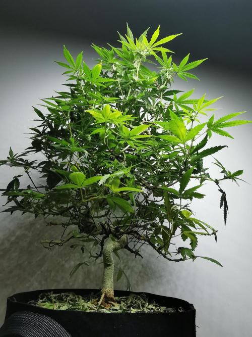 Frappe Late Z  2 / FC-E4800 / 90x60x140. Week 19