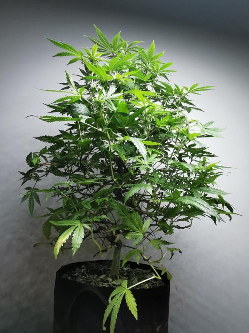 Frappe Late Z  2 / FC-E4800 / 90x60x140. Week 19