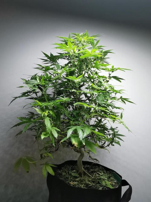 Frappe Late Z  2 / FC-E4800 / 90x60x140. Week 19
